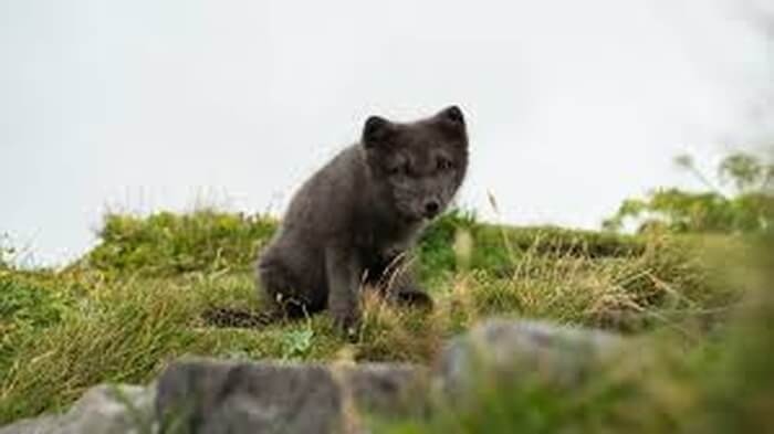 Westfjords Wildlife & Nature Expedition